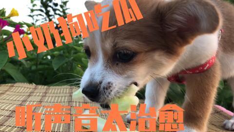 狗可以吃小瓜吗