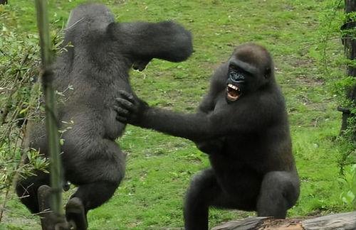 大猩猩吃瓜嘴,揭秘灵长类动物的独特饮食习惯