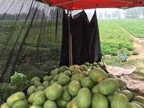 花皮瓜蒸熟吃吗怎么吃,美味营养的食用新体验